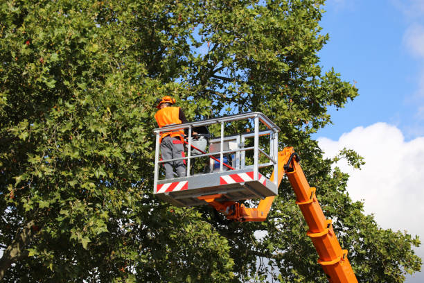 Wilmington, OH Tree Services Company